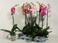 Phal 1-tak Duijnhove Decorum
