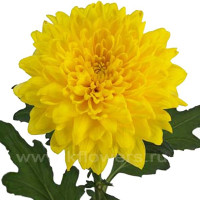 Chr T Blenda Yellow X10