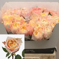 Rose Charming Lady 40 sm