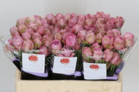 Spray Lavender Lace 60 sm
