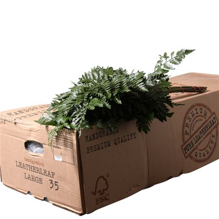 Leatherleaf Large