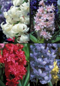 Hyacinthus White S Holland