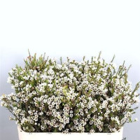 Chamelacium Ofir 50 cm Х25