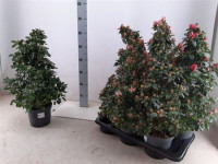 Rhododendron Si Sachsenster 14/20