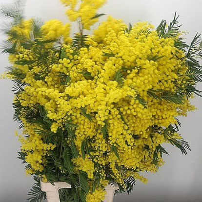 Acacia Mimosa Baileya 55sm- 150g