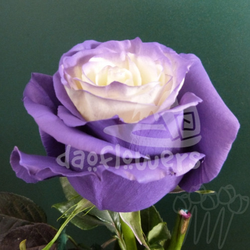 As-23 purple fairy PNT 60 sm Ecuador (крашенный)
