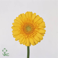 Gerbera Gerponi Mix X30 Holland