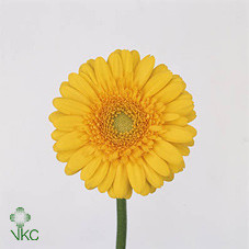 Gerbera Gerponi Mix X30 Holland