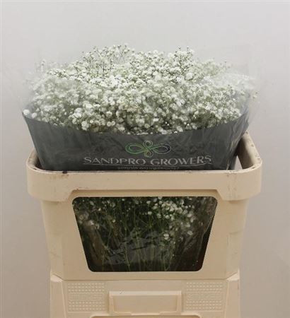 Gypsophila Discovery Holland 60cm
