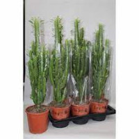 Euphorbia Trigona 17/85