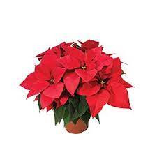 Euphorbia Mars 11/30