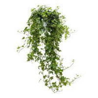 Hedera Helix Pittsburgh 17/70