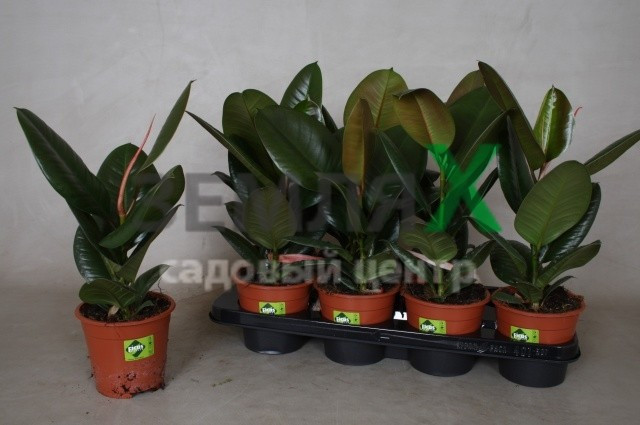 Ficus Elastica Robusta 12/45