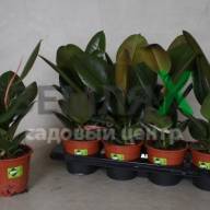 Ficus Elastica Robusta 12/45 - Ficus Elastica Robusta 17