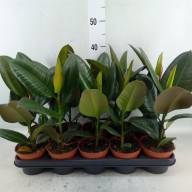 Ficus Elastica Robusta 12/45 - зображення_viber_2025-02-07_20-32-04-767