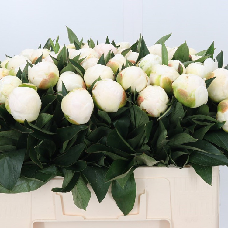 Paeonia Madame Claude Tain X10 Holland