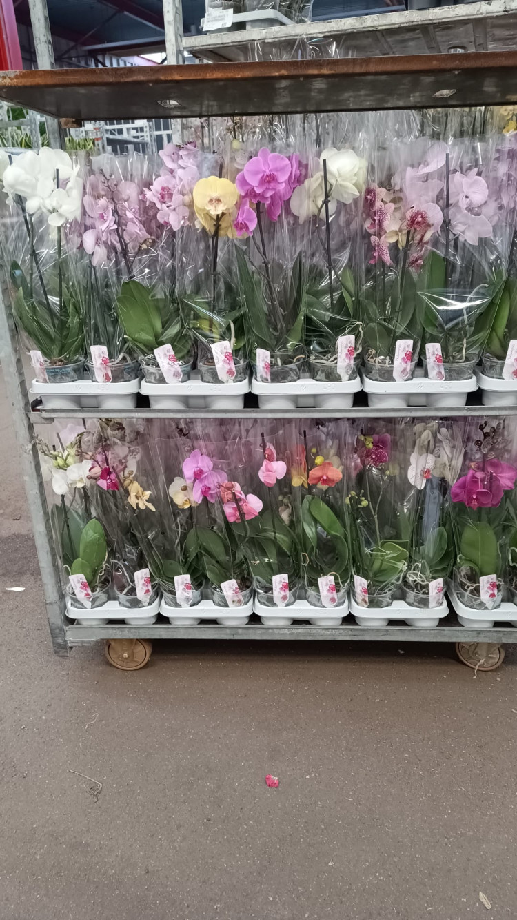Phal A2 1-tak Piko Mix 12/50
