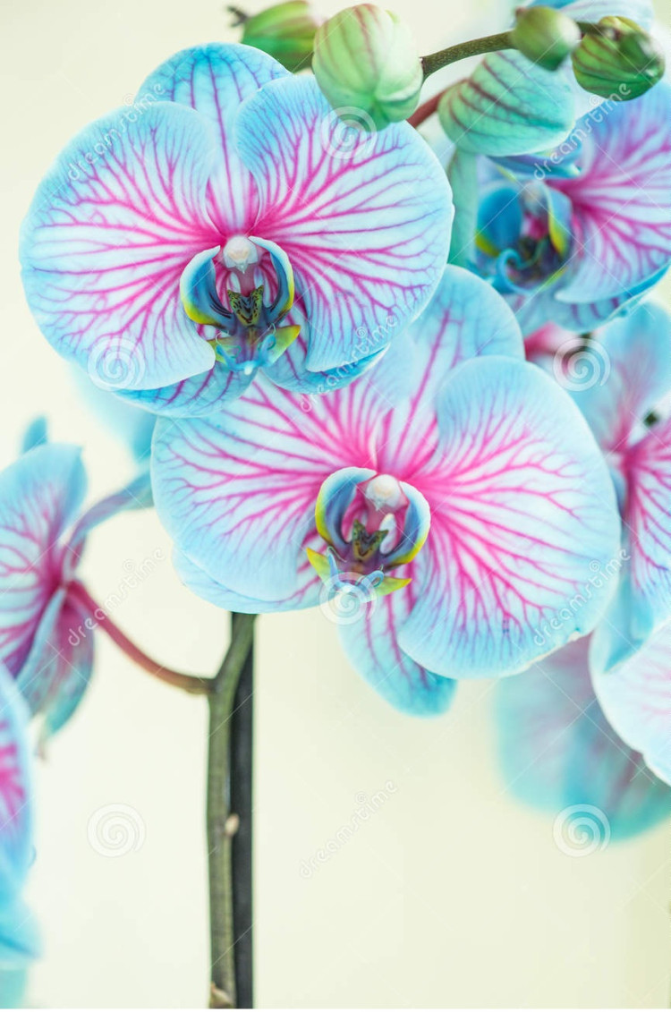 Phal Phalaenova Mutanten Mix 12/65