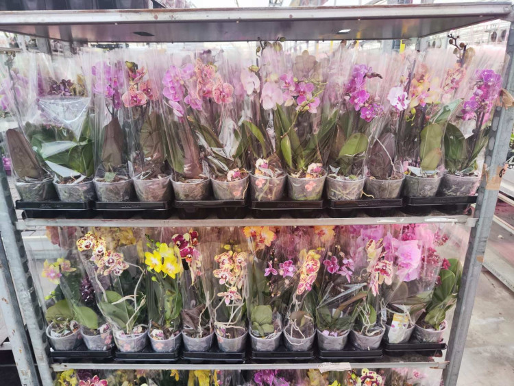 Phal A2 1-tak Phalaenova Mix 12/45