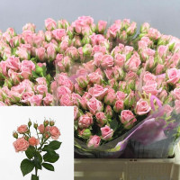 Spray Odillia 60 sm