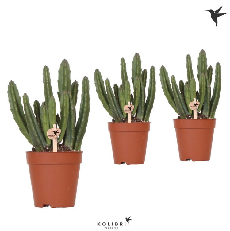 Stapelia Leendertzia 6/10