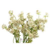 Astrantia White X25