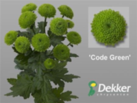 Chr T Code Green (new)