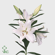Li Or Crystal Blanca