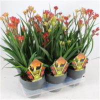Anigozanthos Gemengd