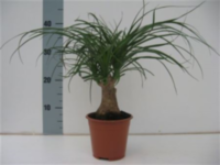 Beaucarnea (nolina)