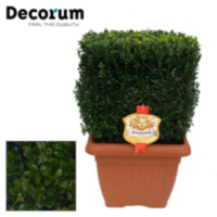 Buxus Blok 50x50-50