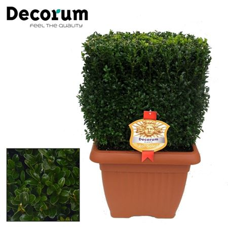 Buxus Blok 50x50-50
