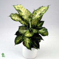 Dieffenbachia Sublime