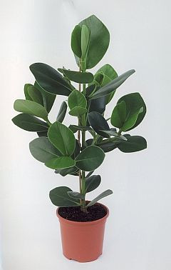 Clusia Rosea 12/35