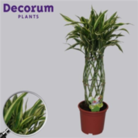 Dracaena Sandriana White Koker