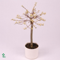 Salix Cap Kilmarnock 26/180