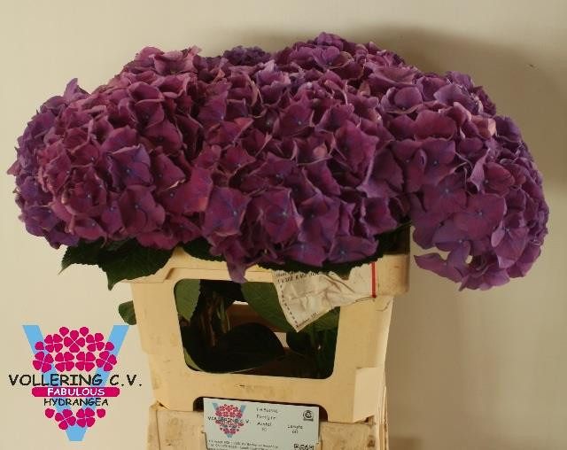 Hydr Z Rodeo Violet X5 Holland
