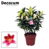 Lilium Oriental Reeleeze 19cm