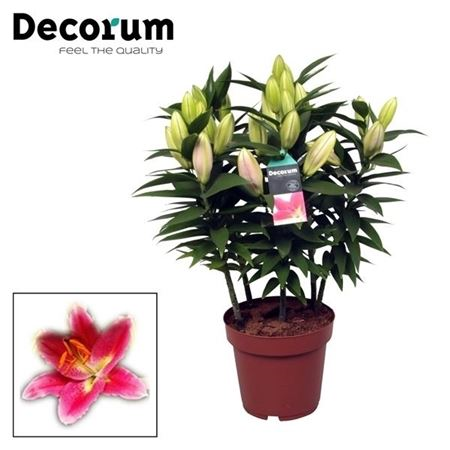 Lilium Oriental Reeleeze 19cm