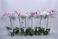 Phal 1-tak Grandi Orchios
