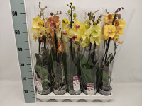 Phal 2-tak Phalaenova Yellow-Oranje Mix  12/60