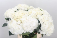 Hydr S Schneeball White 60 cm X5