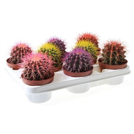 Echinocactus Rainbow Mix 15/20