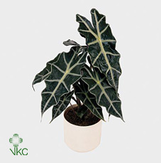 Alocasia Polly 12/40