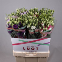 Eustoma MIX Holland 70 smX10