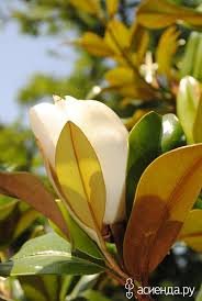 Magnolia