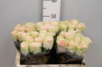 Rose Duchesse 50 sm
