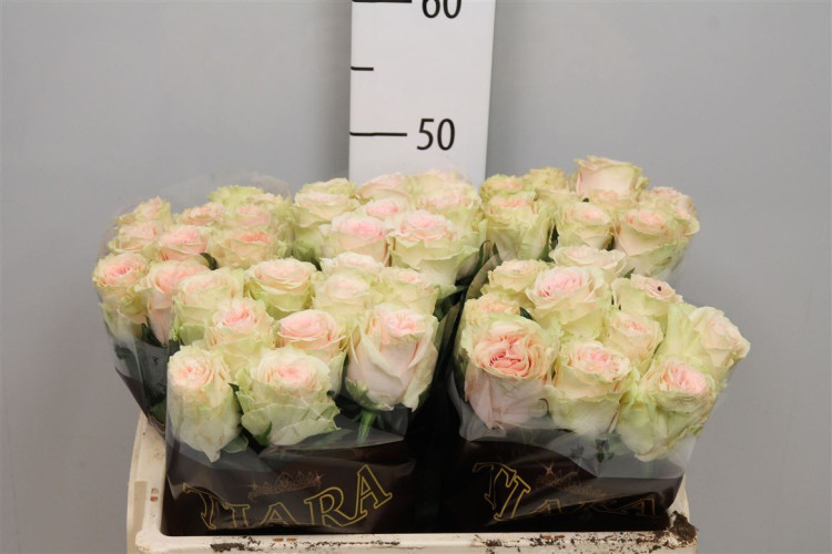 Rose Duchesse 50 sm