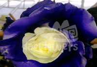 As-04 purple edge PNT 60 sm Ecuador (крашенный)