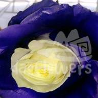 As-04 purple edge PNT 60 sm Ecuador (крашенный) - As-04 purple edge PNT 60 sm Ecuador (крашенный)